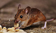 24 Hour & Emergency Exterminators in City Industry, CA
